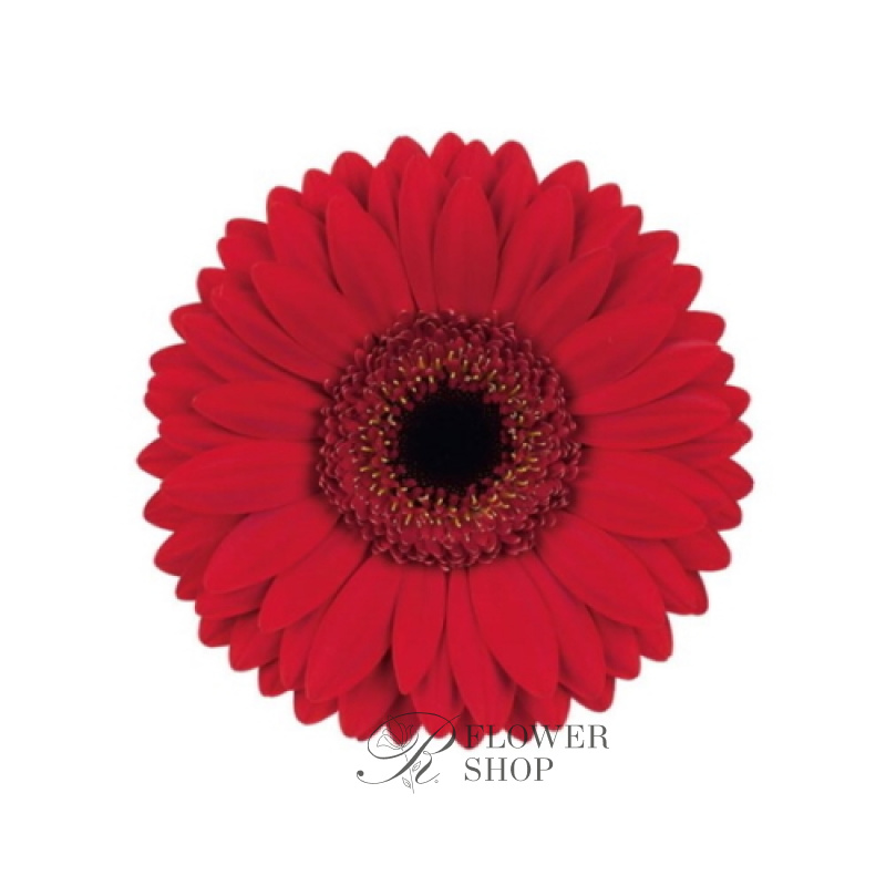 Гербера красная