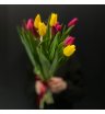 13 тюльпанов 